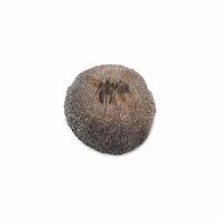 Trilobiet broeders, Marokko Erfoud, nr. 188 - 9 cm - bruin - M - thumbnail