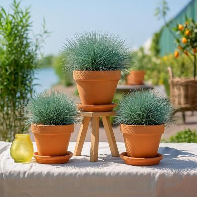 Festuca Trio - Siergras - 3 stuks - P11 Festuca Trio - Siergras - 3 stuks - P11