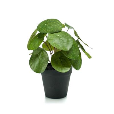 Kunstplant Pilea Pannenkoekplant - 22cm