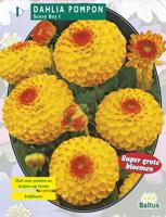 Zomer Bloembollen Dahlia Pompon Sunny Boy per 1 Baltus - Baltus - thumbnail