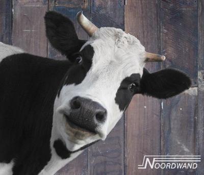 Noordwand Farmlife Behangposter koe - 3750074