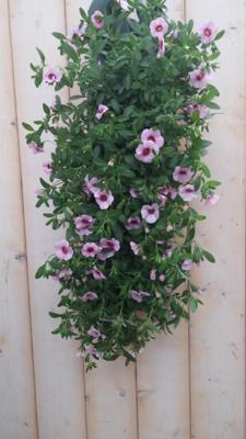 Hangzak Petunia Million Bells Kleur Varieert Warentuin Natuurlijk - Warentuin natuurlijk
