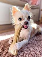 SYTA MICHA Kiwi with coconut - hondenkluif - 13,5 cm - thumbnail