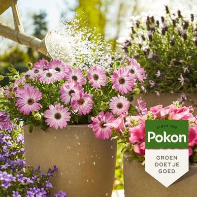 Pokon terras & balkon voeding 1 liter