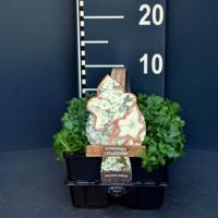 Gipskruid (gypsophila cerastioides) bodembedekker - 6-pack - 1 stuks - thumbnail