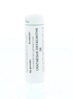 Homeoden Heel Crataegus oxyacantha D6 6 Gram - thumbnail