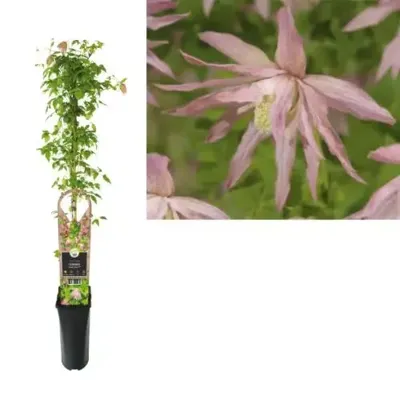 Roze bosrank (Clematis "Country Rose" PBR) klimplant