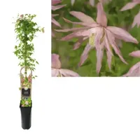 Klimplant Clematis Country Rose - Roze Bosrank - thumbnail
