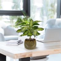 Aglaonema Kunstplant 40cm - thumbnail