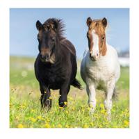 Ravensburger puzzelsset schattige pony's - 3 x 49 stukjes - thumbnail