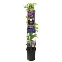Paarse bosrank (Clematis "Jackmanii") klimplant 120 cm - thumbnail
