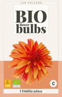 Bio Dahlia Japlou - thumbnail