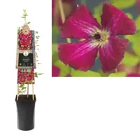 Rode bosrank (Clematis viticella "Rubra") klimplant - thumbnail