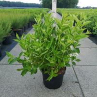 Weigela struik Candida - 80 - 100 cm - 5 stuks - thumbnail