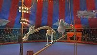 Madagascar 3 - thumbnail