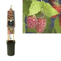 Taybes Rubus Tayberry M 75 cm klimplant - thumbnail