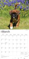 Boxer Puppies Kalender 2026 - thumbnail