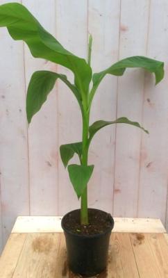 Bananenplant eenjarig groen Musa Warentuin Natuurlijk - Warentuin natuurlijk