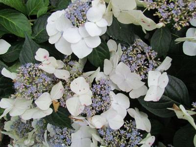 Boerenhortensia