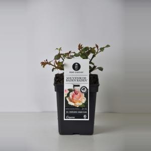 Grootbloemige roos (rosa "Souvenir de Baden Baden"®) - C5 - 1 stuks
