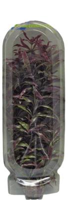 Easy Plant Hoog 30 Cm Nr. 3 aquaria Superfish - Superfish Easy Plant Hoog 30 Cm Nr. 3 aquaria Superfish - Superfish