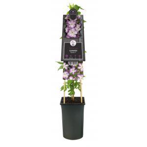 Grootbloemige Clematis Pernille PBR 75 cm klimplant Grootbloemige Clematis Pernille PBR 75 cm klimplant