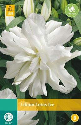 Lilium lotus ice JUB 1 bloembol - Jub Lilium lotus ice JUB 1 bloembol - Jub