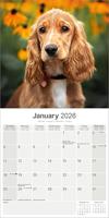 Engelse Cocker Spaniel Kalender 2026 - thumbnail