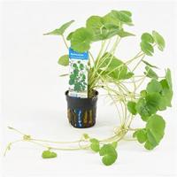 Hydrocotyle leucocephala
 - 6 stuks - aquarium plant - thumbnail