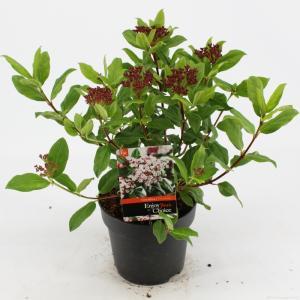 Sneeuwbal (Viburnum tinus “Gwenllian”) heester - 50-60 cm (C10) - 5 stuks