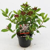 Sneeuwbal (Viburnum tinus “Gwenllian”) heester - 50-60 cm (C10) - 5 stuks - thumbnail
