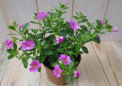 3 stuks! Petunia Million Bells roze Warentuin Natuurlijk - Warentuin natuurlijk