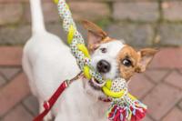 TRIXIE HONDENRIEM PREMIUM VERSTELBAAR NYLON ROOD 200X1,5 CM - thumbnail