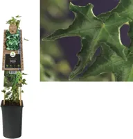 Klimplant Hedera Ivalace - Groene Klimop - thumbnail