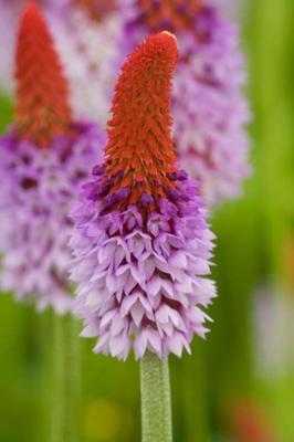 2 stuks! Primula rosea potmaat P9 Roze sleutelbloem Moerings - Moerings