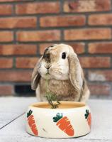 Nobby Keramische voedertrog CARROT, beige/oranje 125 ml, 1 stuk - thumbnail