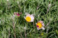 Marokkaanse kamille - thumbnail