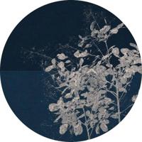 Komar Dots; Komar Home Behangcirkel Branch - D1-033 - thumbnail