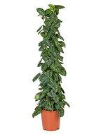 Scindapsus epipremnum pictus trebie columnae kamerplant