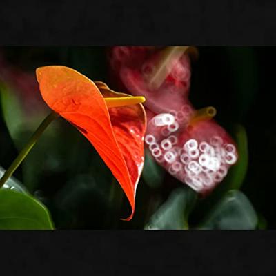 Tokina SZX Super Tele 500mm F/8.0 Reflex MF Sony-E