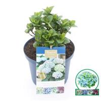 Hydrangea Macrophylla "Magical Revolution Blue"® boerenhortensia - 30-40 cm - 1 stuks - thumbnail