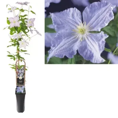 Lila bosrank (Clematis "Blue Angel") klimplant Lila bosrank (Clematis "Blue Angel") klimplant