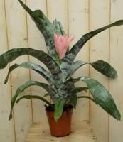 Kokerbromelia roze Kamerplant Aechmea fasciata Warentuin Natuurlijk - Warentuin natuurlijk - thumbnail