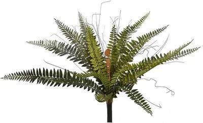 Boston varen h43 cm groen Pure Royal - Pure royal Boston varen h43 cm groen Pure Royal - Pure royal