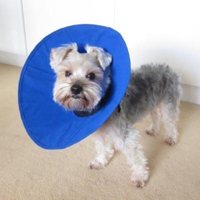 Lampenkap voor honden KVP EZ Soft Blauw (35-60 cm)