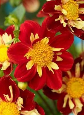 Dahlia Impression Festivo bloembol JUB 1 stuks - Jub