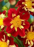 Dahlia Impression Festivo bloembol JUB 1 stuks - Jub - thumbnail