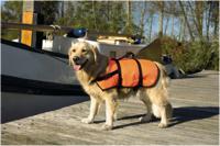 Beeztees Veiligheidsvest"Zwemvest - Hond - S - 7-9Kg - thumbnail