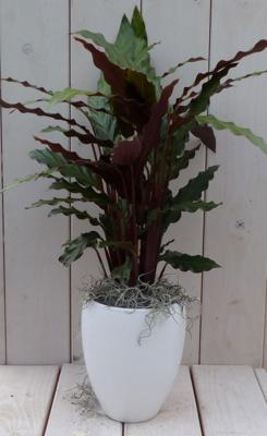 Pauwenplant Calathea rood blad witte hoge pot 50 cm Warentuin Natuurlijk - Warentuin natuurlijk