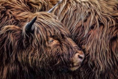 Foto Glas Art-Schotse Hooglander,80x120cm, multi-gekleurd, prachtig voor in de woon en of slaapkamer, inclusief ophang materiaal